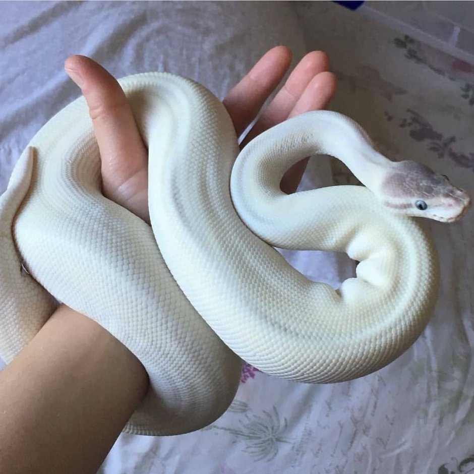 Королевский питон белый
