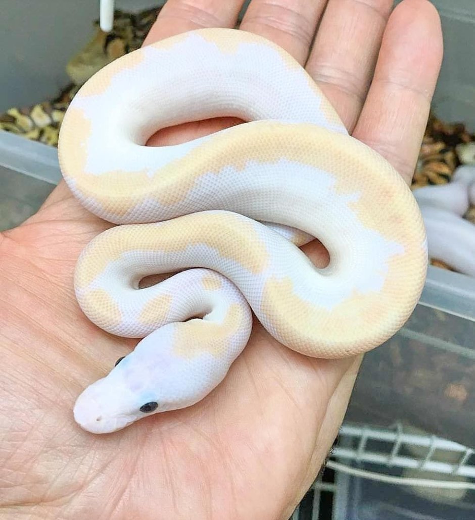 Королевский питон белый