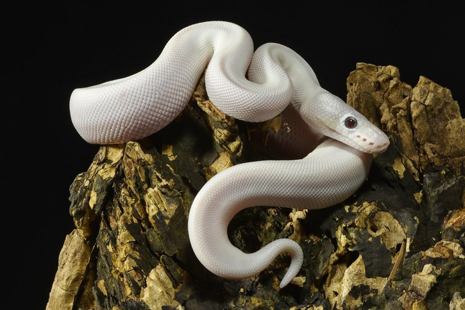 Питон Королевский Blue eyed leucistic