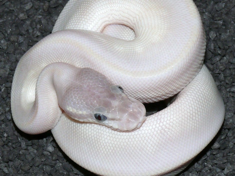Питон Королевский Blue eyed leucistic