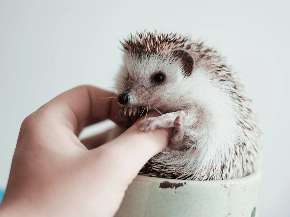 Hedgehog Quills