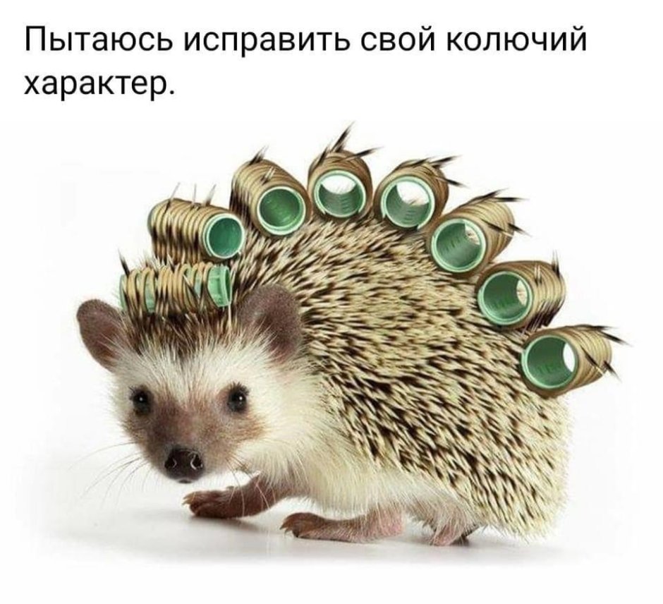 Ландак Дикобраз