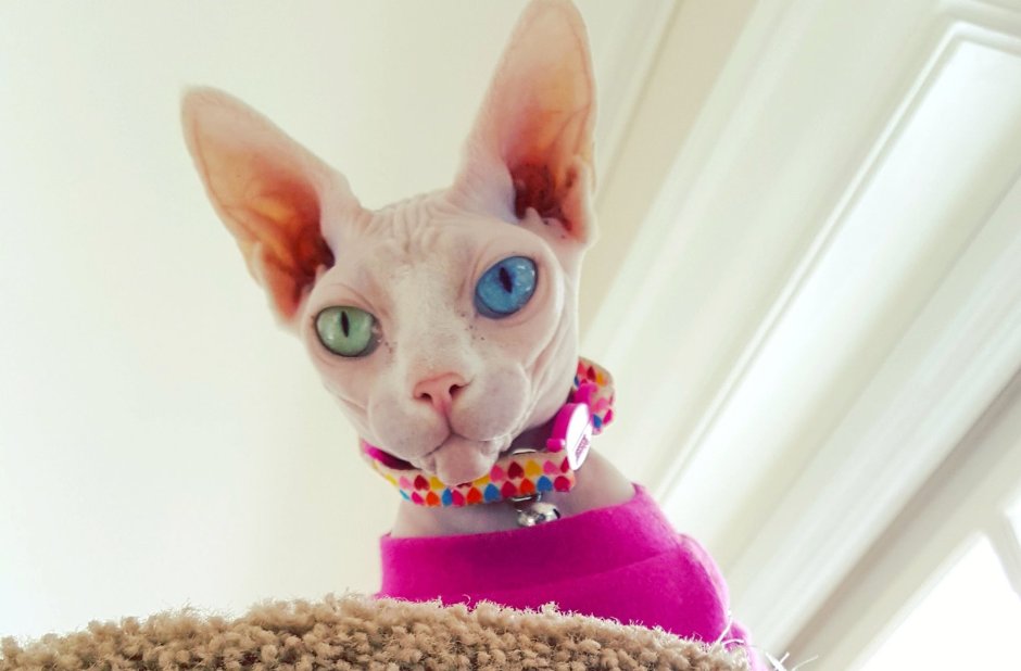 Сфинкс кот гетерохромия
