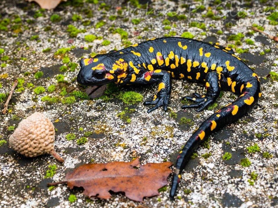 Огненная саламандра Salamandra Salamandra