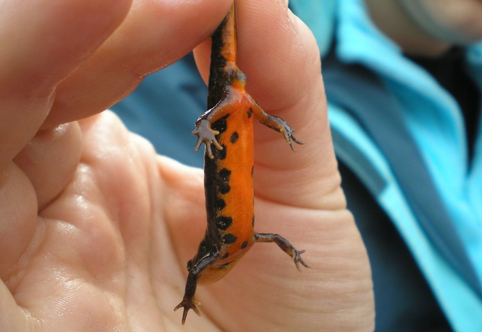 Lissotriton boscai