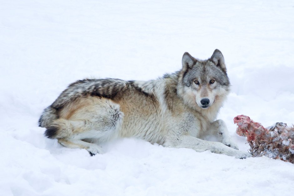 Волк canis Lupus зимой