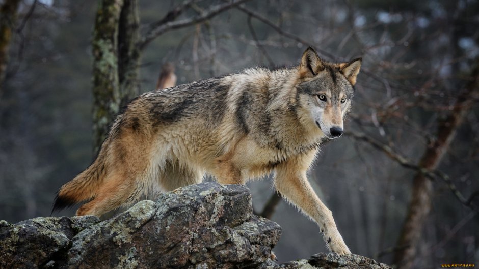 Стоковые фото Wolf