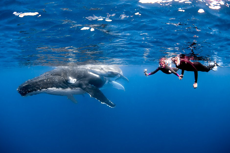 The Whale 2022