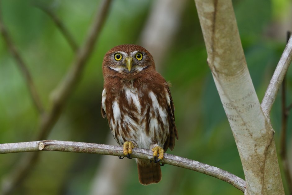 Glaucidium brasilianum