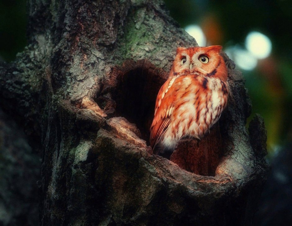 Glaucidium brasilianum