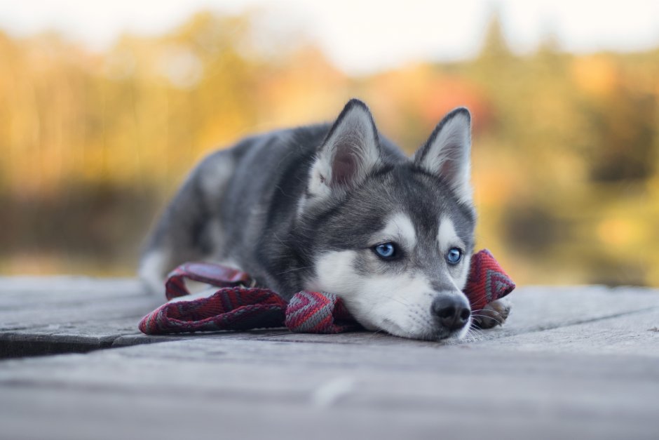 Joy pup