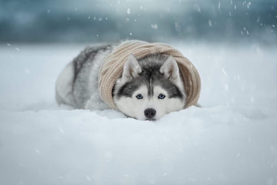 Хаски Винтер