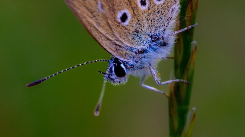 Ькшкпх Butterfly macro Wallpaper