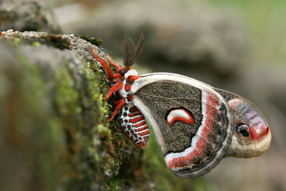 Павлиноглазка цекропия (Hyalophora Cecropia)