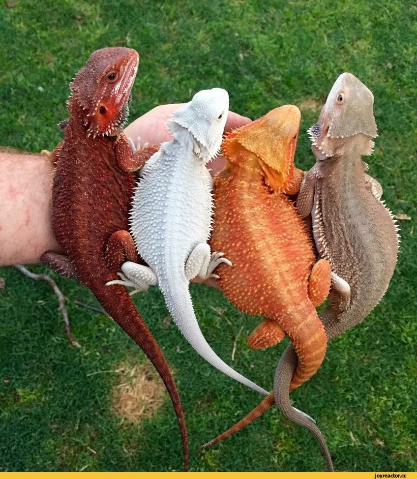 Бородатая агама МОРФА