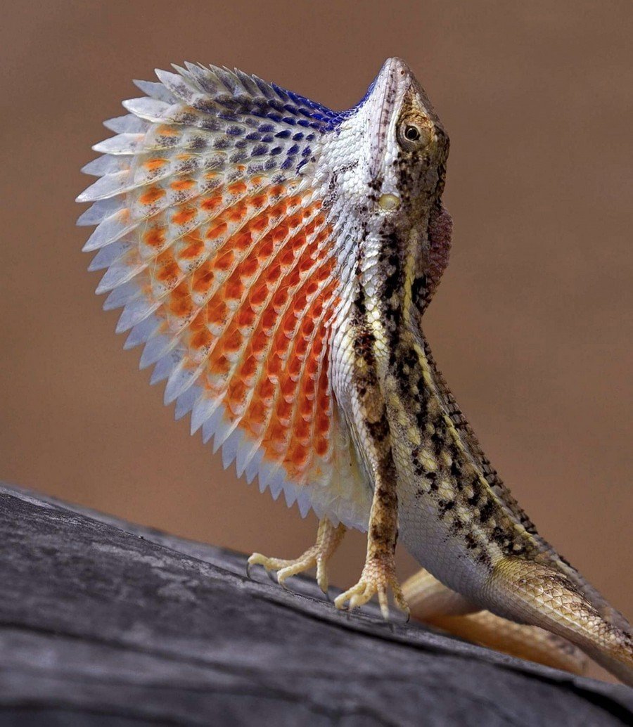 Гималайская агама ящерица