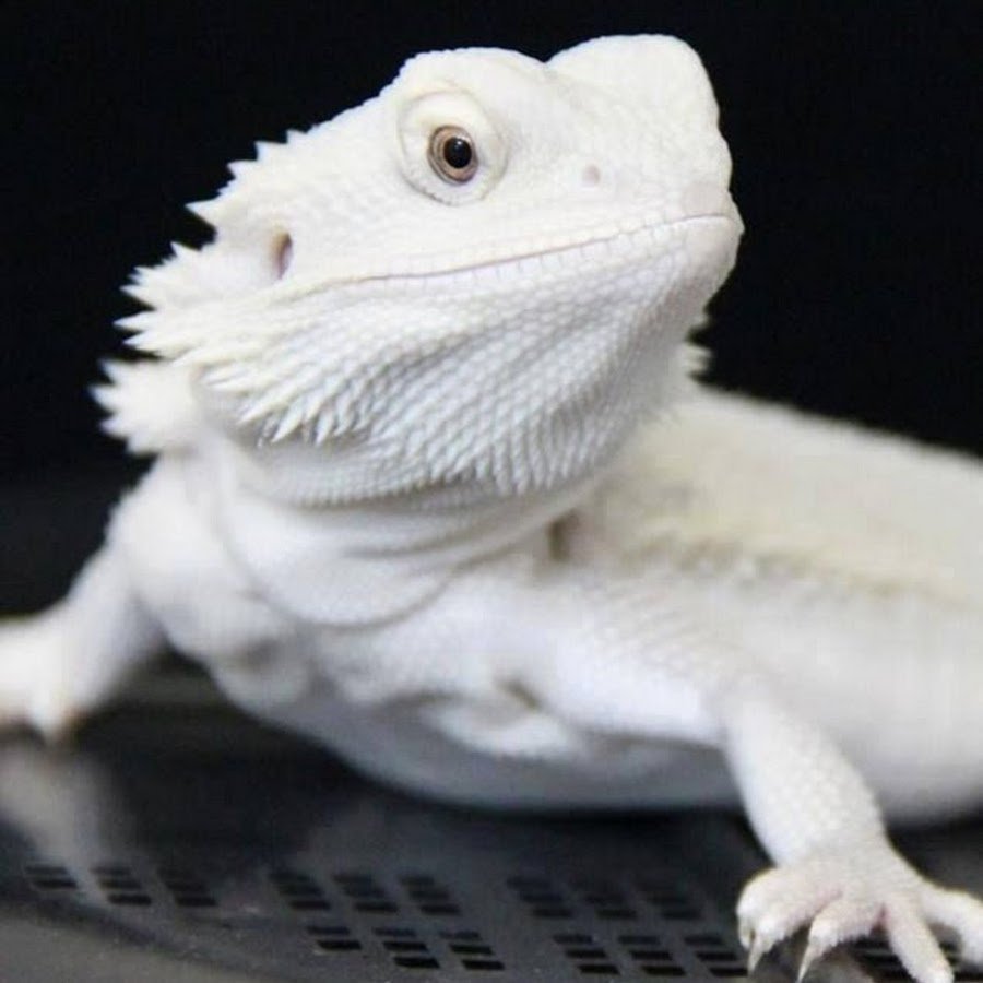 Эублефар альбинос