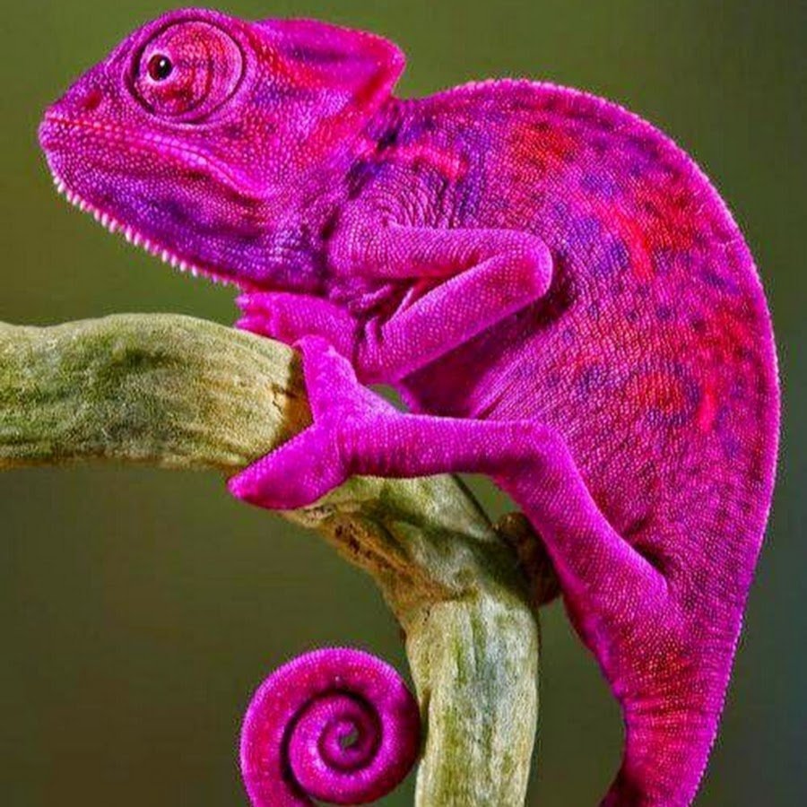 Пантеровый хамелеон самка