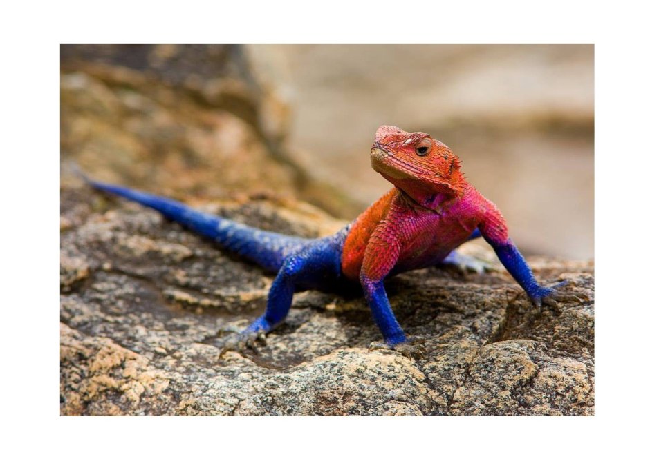 Голубая агама ящерица