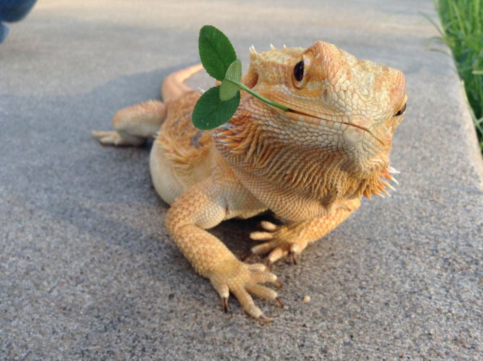 Милые ящерки