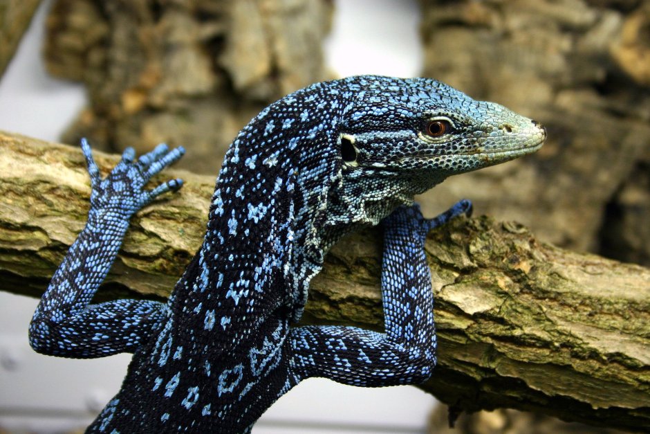 Varanus macraei