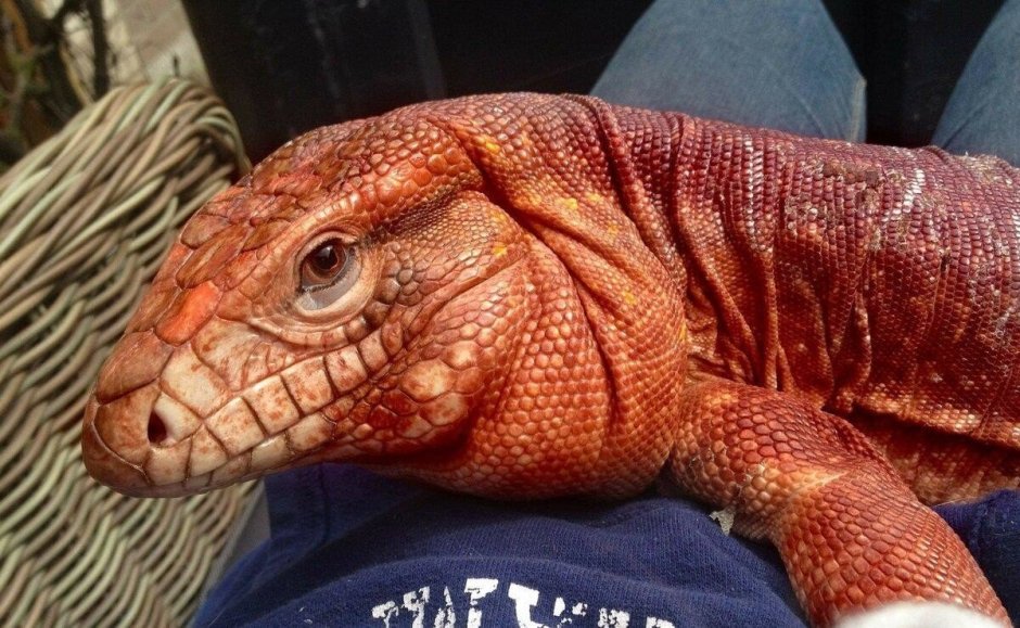 Аргентинский красный тегу ящерица