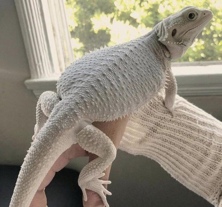 Ящерица бородатая агама