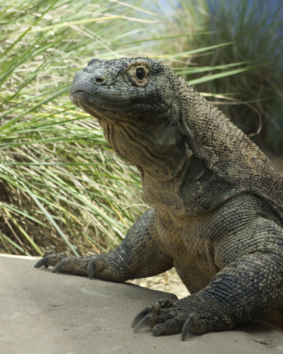 Комодский Варан