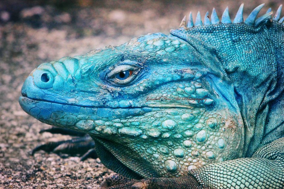 Игуана обыкновенная голубая