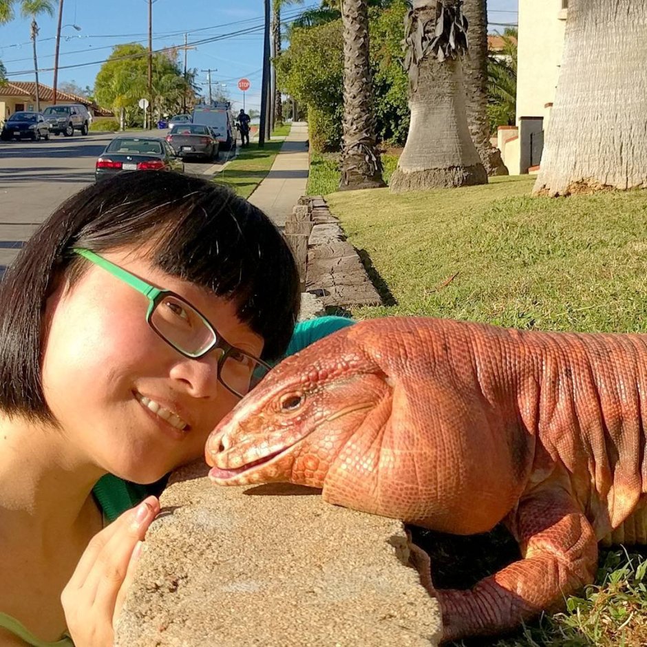 Аргентинский Варан тегу