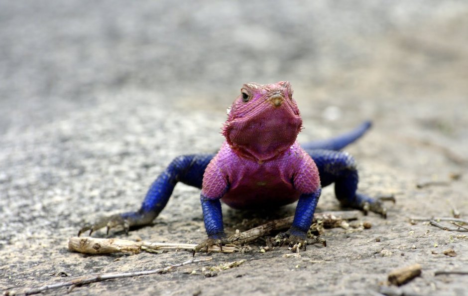 Агама Мванза ящерица-Спайдермен