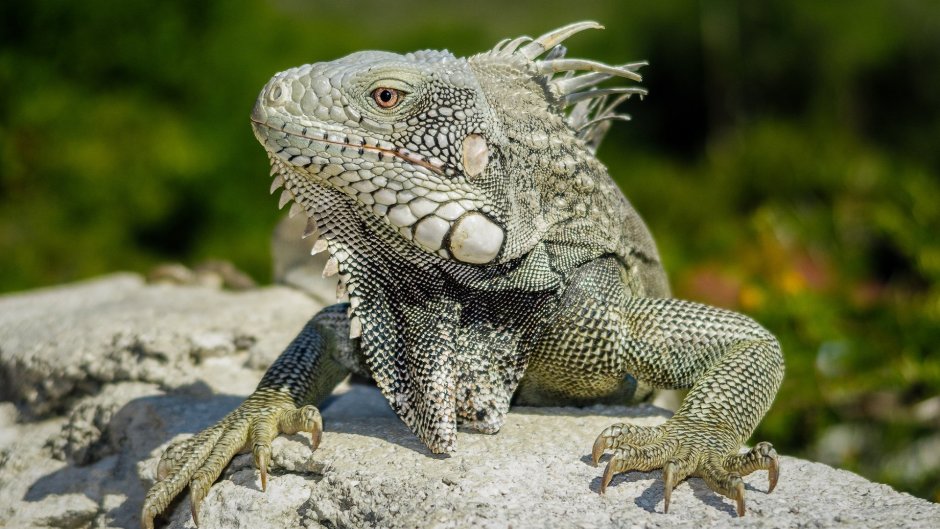 Древесная агама интересные факты