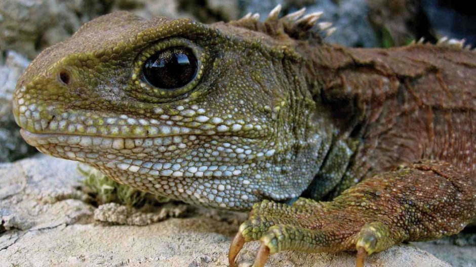 Ящерица гаттерия