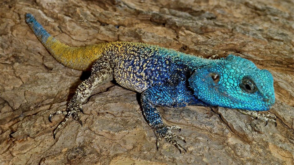 Черногорлая агама