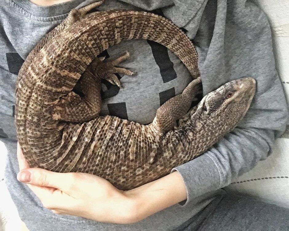 Капский Варан домашний