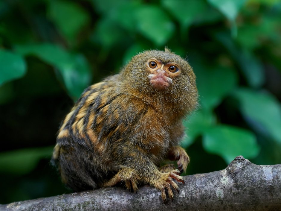 C. P. pygmaea