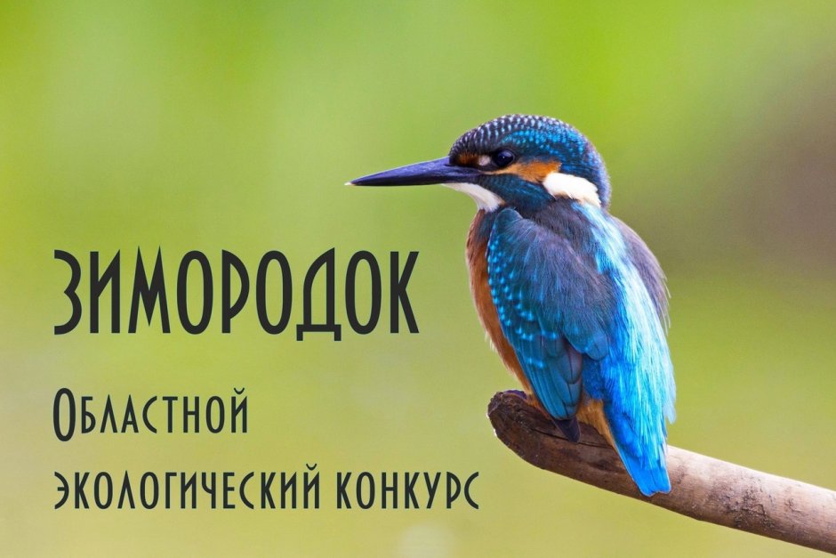 Зимородок рассказ для детей