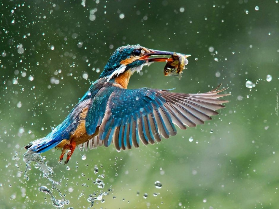 Зимородок National Geographic
