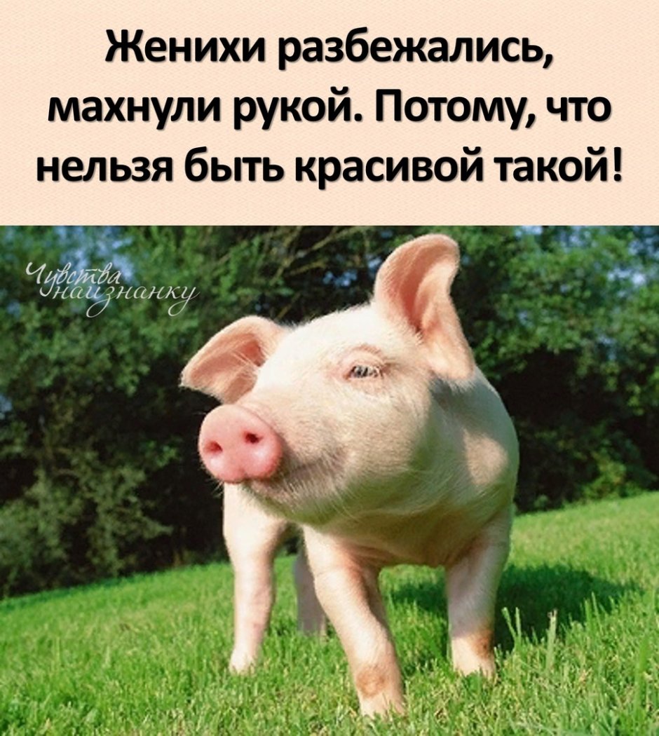 Розовый поросенок