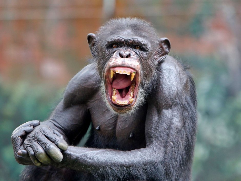 Chimpanzee screaming