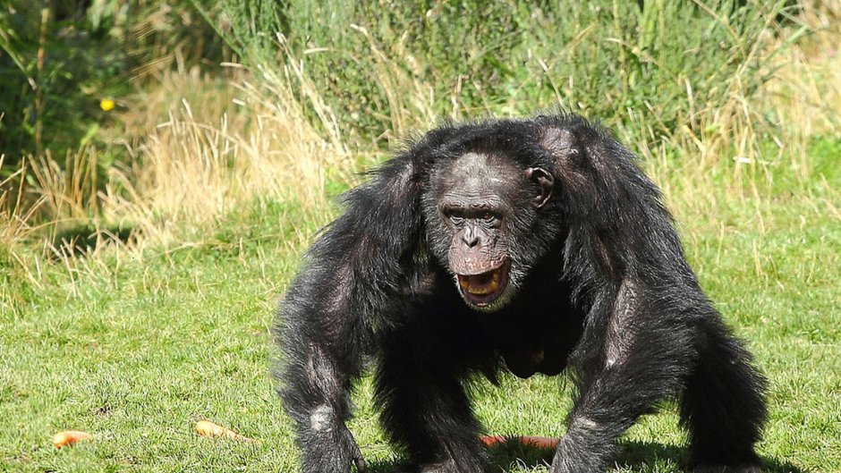 Злой Monke