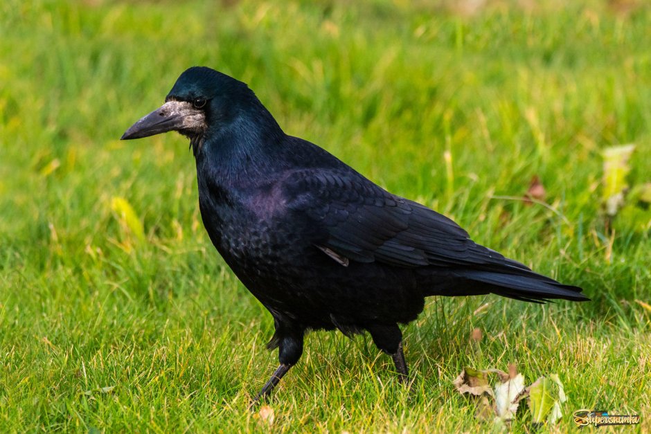 Семейство врановые - Corvidae