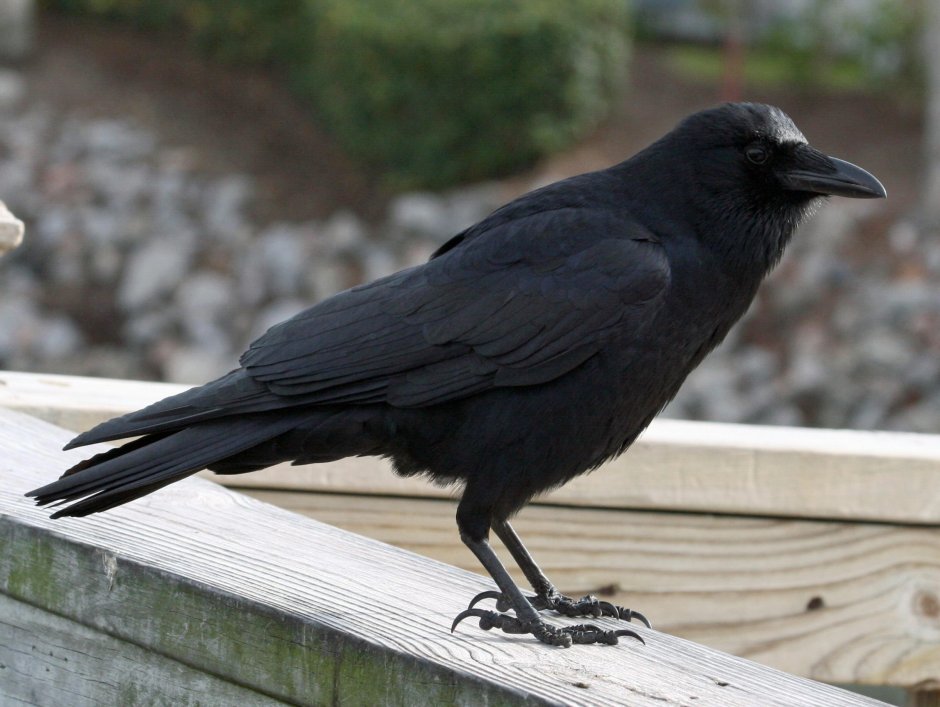 Corvus brachyrhynchos