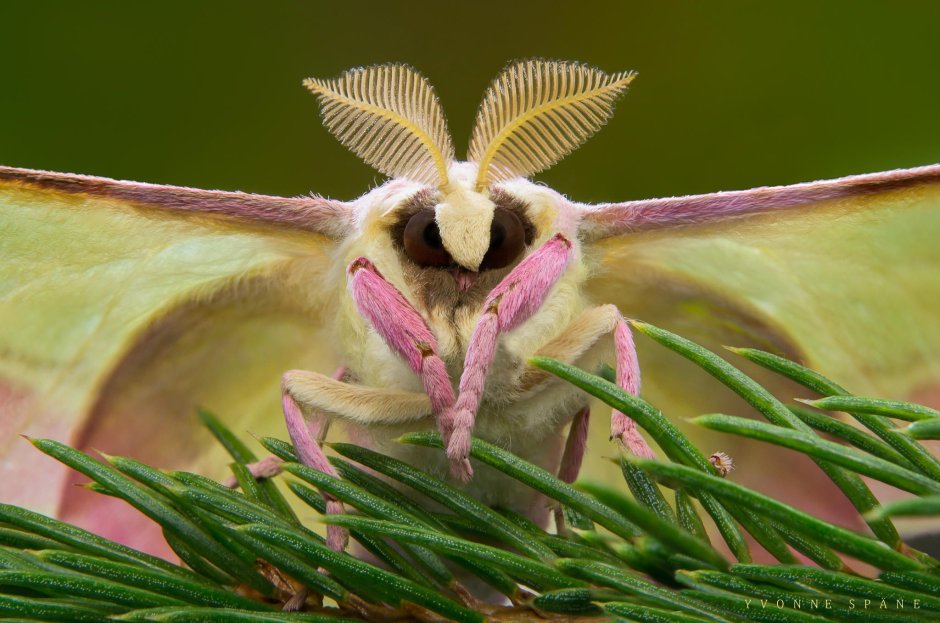 Actias dubernardi бабочка