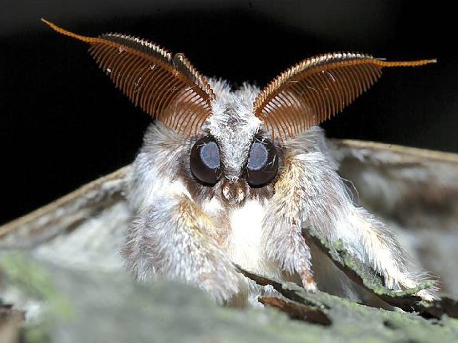 Cute Moth