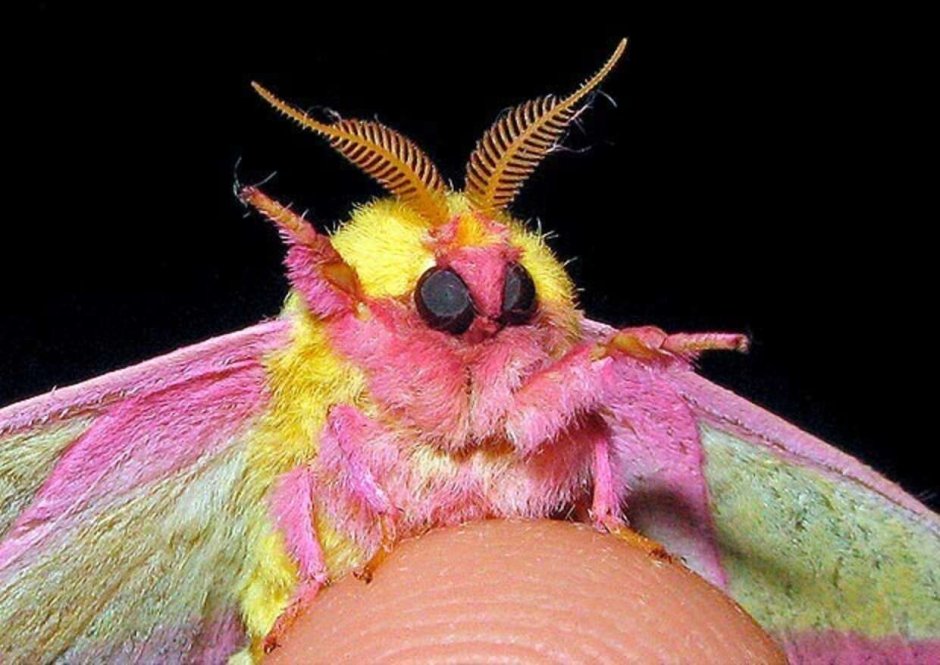 Мотылёк Dryocampa rubicunda.