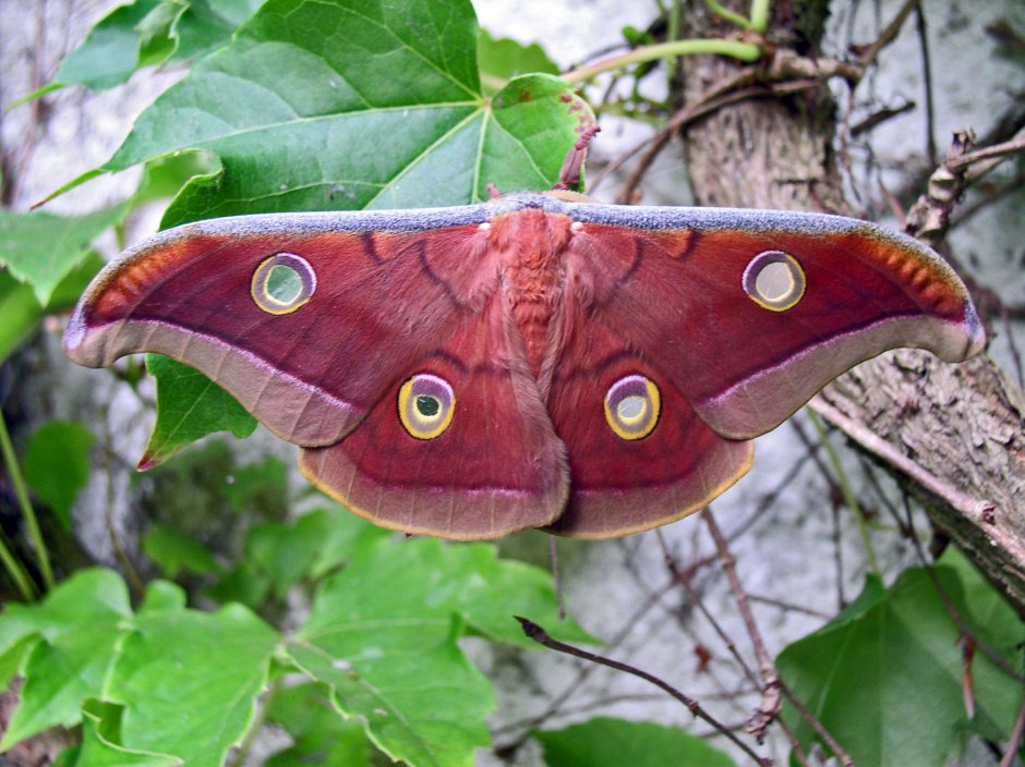 Antheraea mylitta