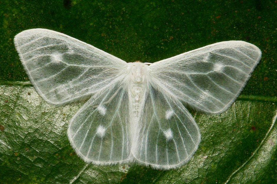 Луговой мотылек Loxostege sticticalis