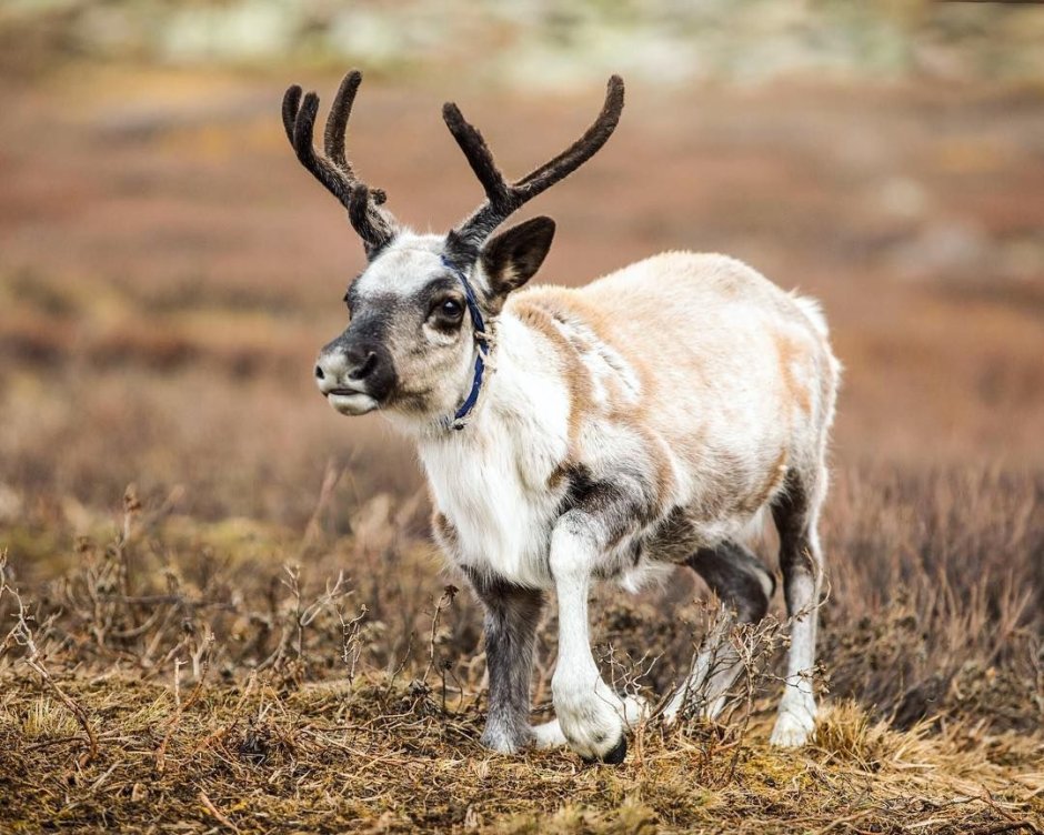 Reindeer young