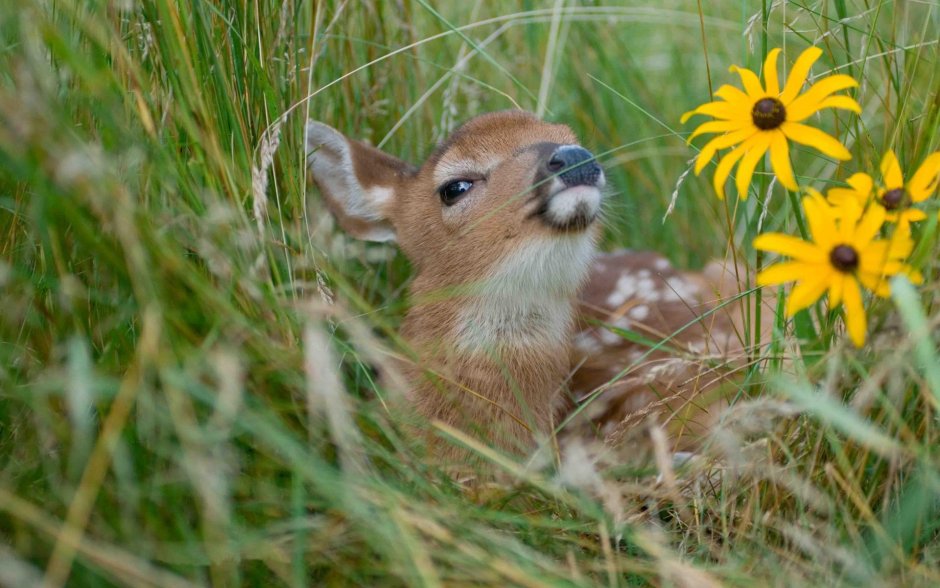 Baby Deer and Cub